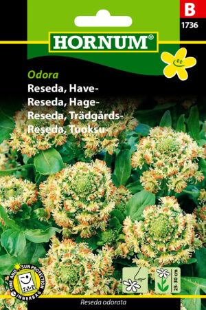 Reseda, Have-, Odora (B) 1736