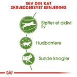 Royal Canin Active Life fordele for udekatte