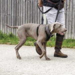 Halti No Pull sele anti-træk sele til hunde.