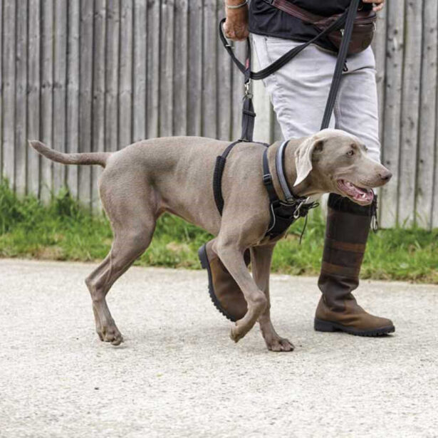 Halti No Pull sele anti-træk sele til hunde.