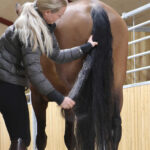 Nathalie HorseCare Mane and Tail Detangler Gel