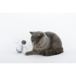 Companion Electronic Motion Toy aktivitetslegetøj til kat