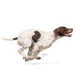 Royal Canin SPorting Life Energy 4800 kg hundefoder til aktive hunde