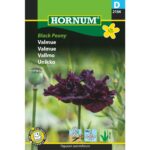 Valmue black peony 2154 hornum frø