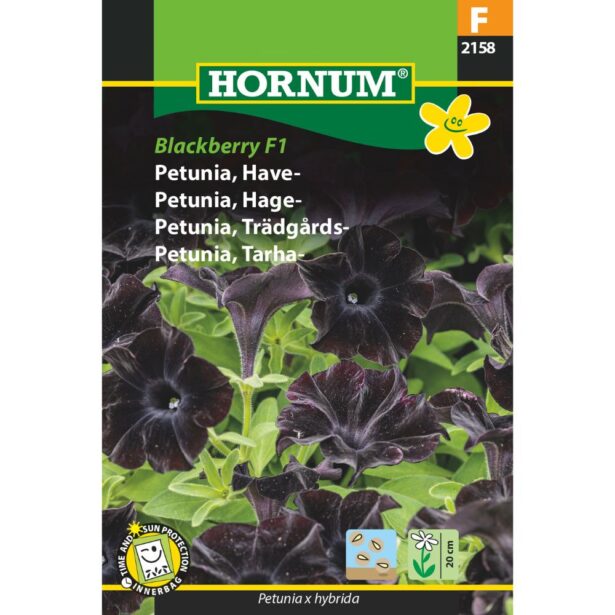 Petunia have blackberry f1 2158 hornum frø