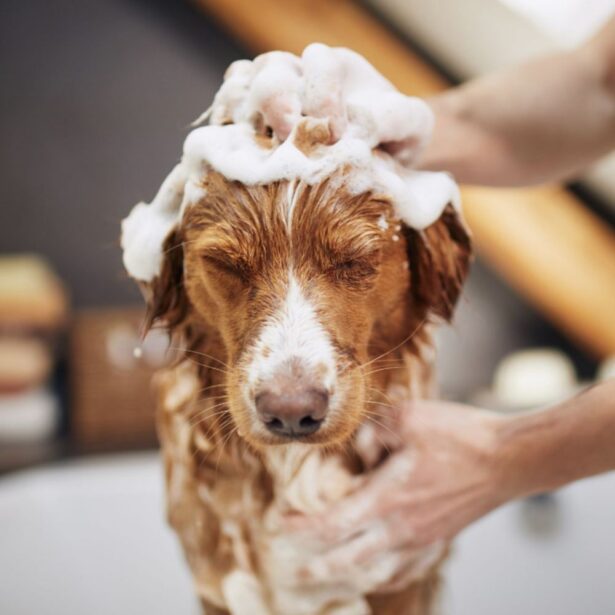 Nathalie dogcare deluxe hundeshampoo