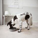 District 70 Bambus slowfeeder ø21 cm 1200 ml til hunde