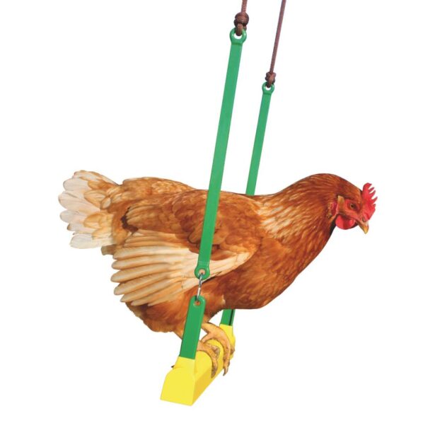 Gynge til høns