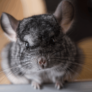 Chinchilla tilbehør