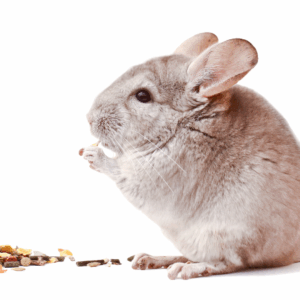 Chinchillafoder