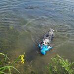 Nobby vandmand flydende hund i sø