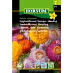 evighedsblomst 2162