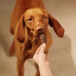 Carnilove Jerky snack