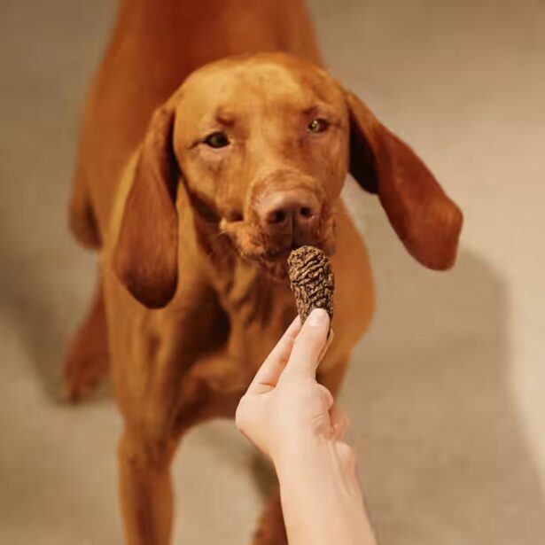 Carnilove Jerky snack