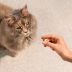 Carnilove cat soft snack kalkun og catnip
