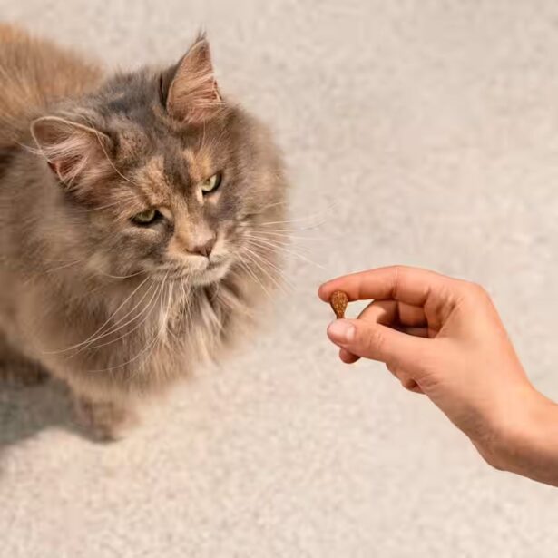 Carnilove cat soft snack kalkun og catnip