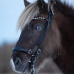 HG AW26 Norfolk islændertrense