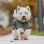 Trixie Explore Thermo vinterjakke til hunde