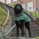 Trixie Explore Thermo vinterjakke til hunde
