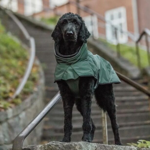 Trixie Explore Thermo vinterjakke til hunde
